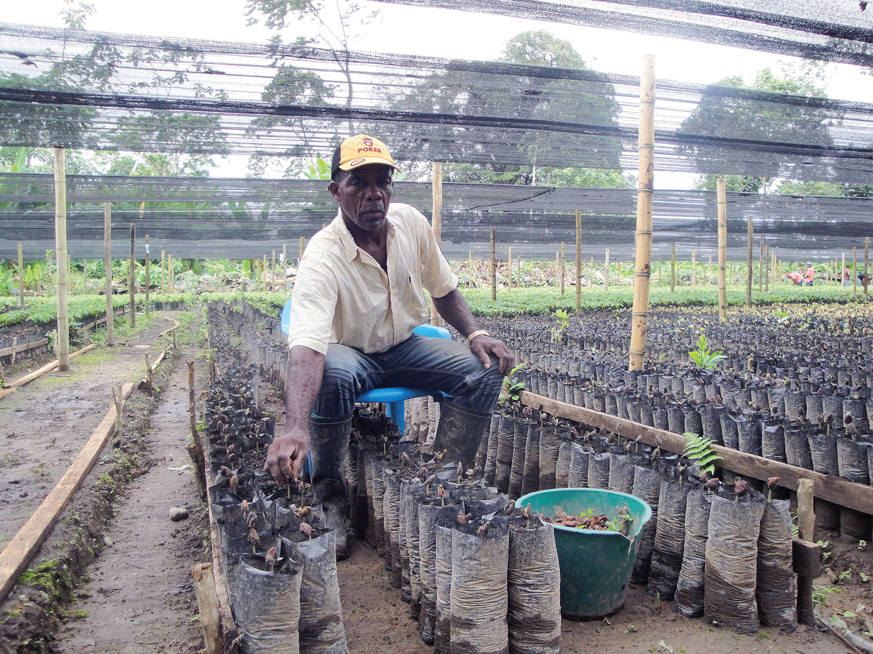 A worker tends cacao seedlings in a field under nets in Las Varas. (Photo by Sarah Krupp.)