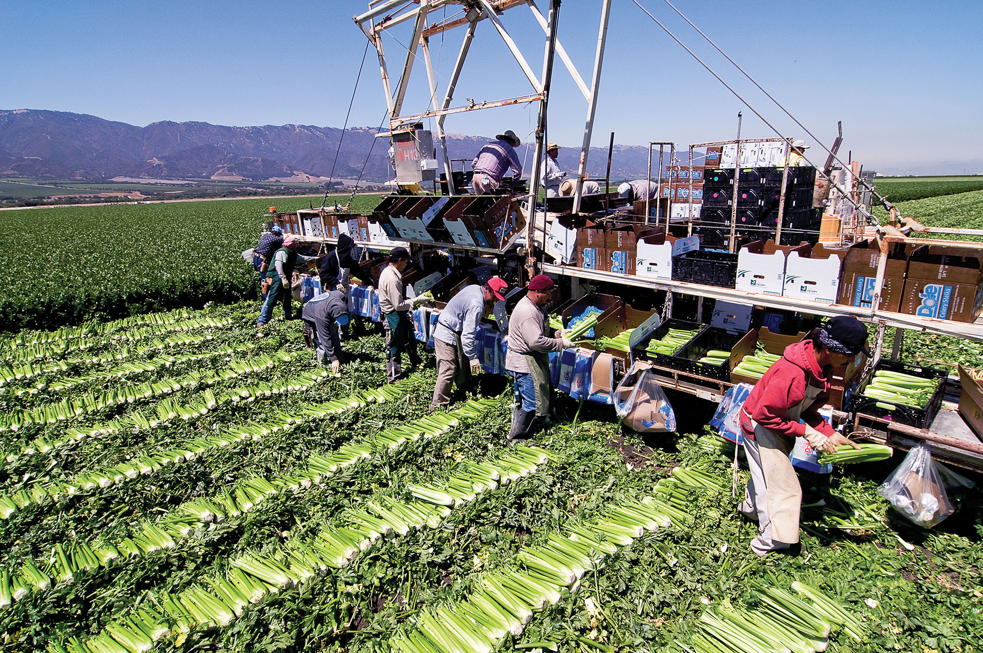 Migrant workers follow along a combine to cut and pack a celery field in the Salinas Valley. (Photo by Dan Long.)