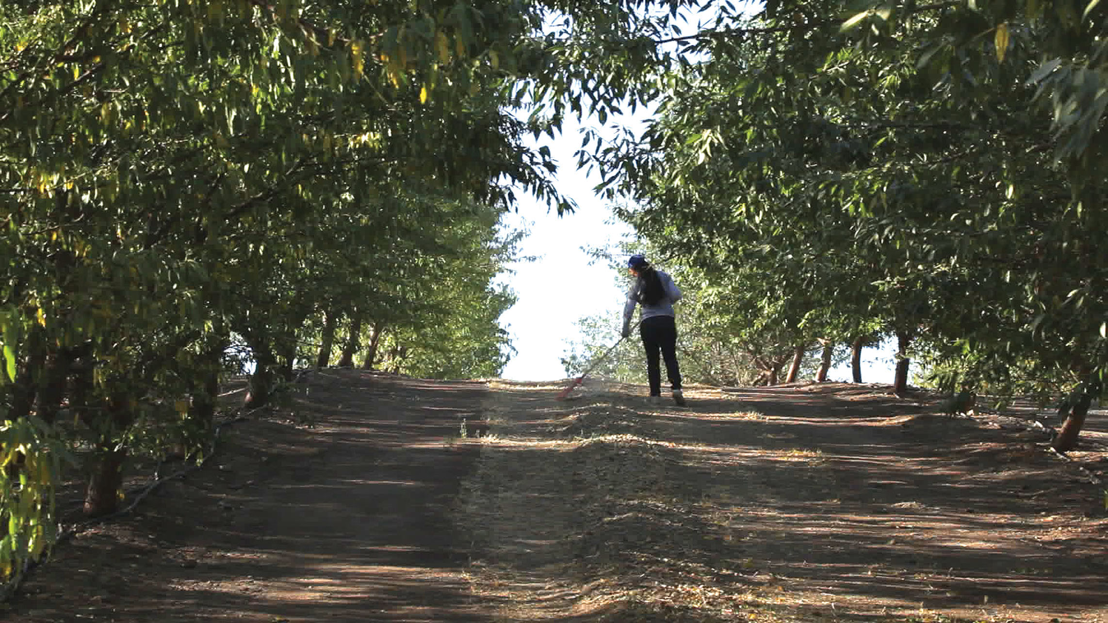 A solitary woman works in an orchard. (Photo by Andrés Cediel.) A solitary woman works in between rows of trees in an orchard. (Photo by Andrés Cediel.)