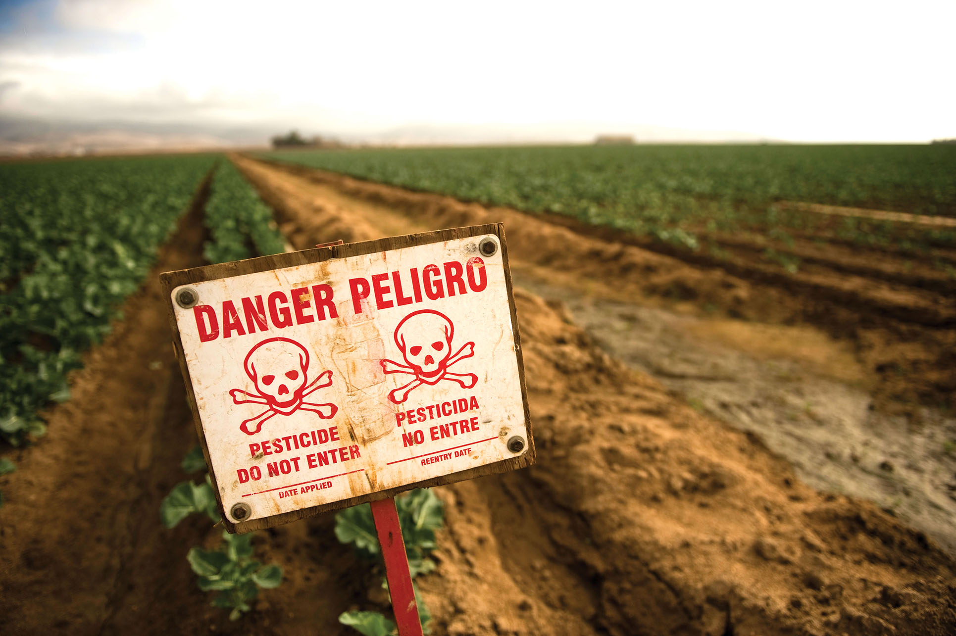 A danger sign to warn of recent pesticide application in a Salinas field. (Photo by Paolo Vescia.)  A danger sign to warn of recent pesticide application in a field in Salinas, California. (Photo by Paolo Vescia.)