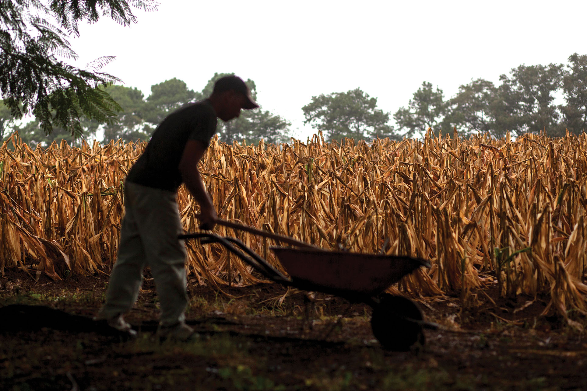 A farmer works among the dried out and dying stalks in his drought-stricken cornfield in Guatemala. (Photo courtesy of Conred/Guatemala.)