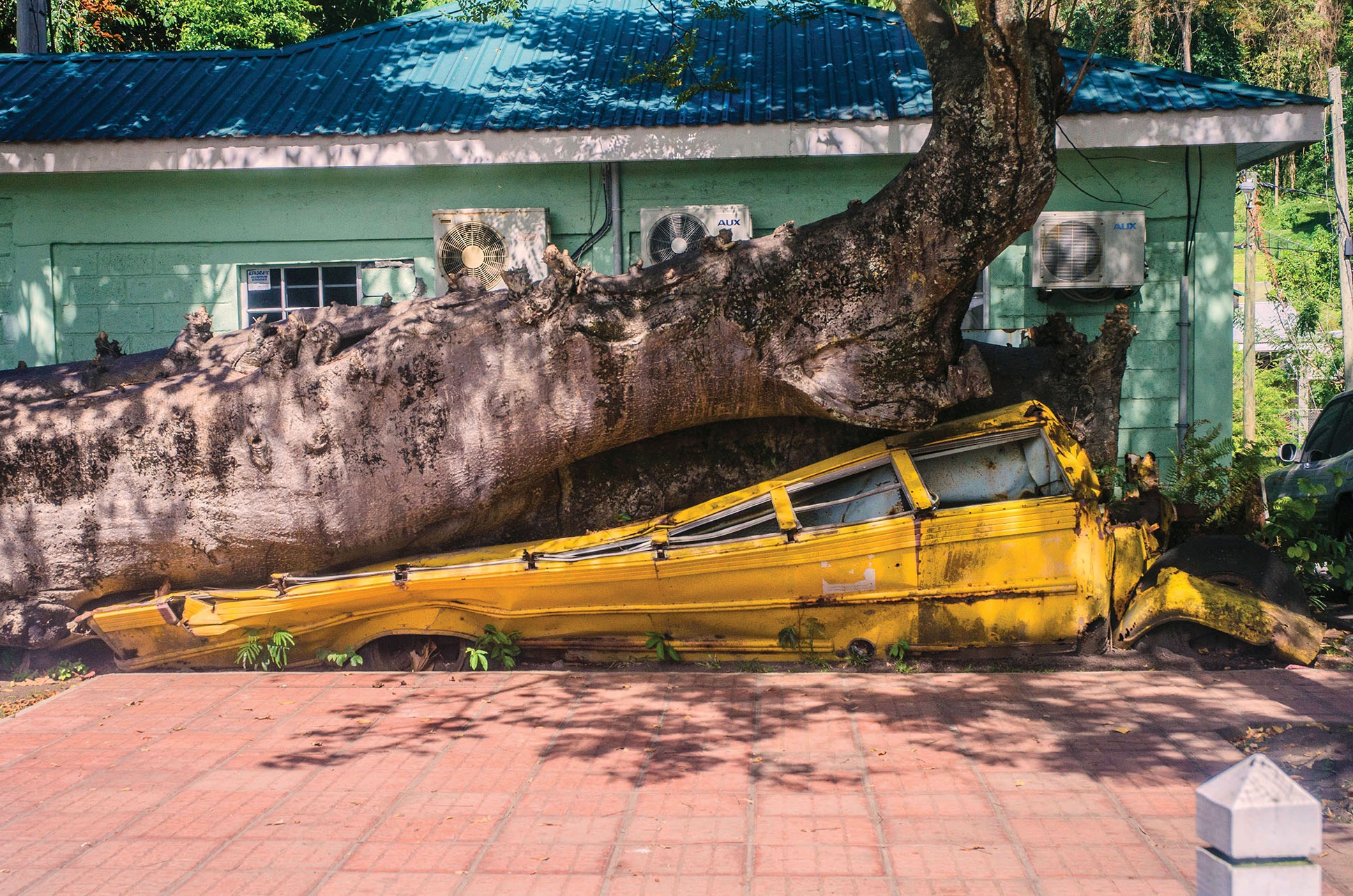 A tree grows through a crushed schoolbus from Hurricane David (1979), which remains as a memorial on the island of Dominica. (Photo by Wayne Hsieh.)