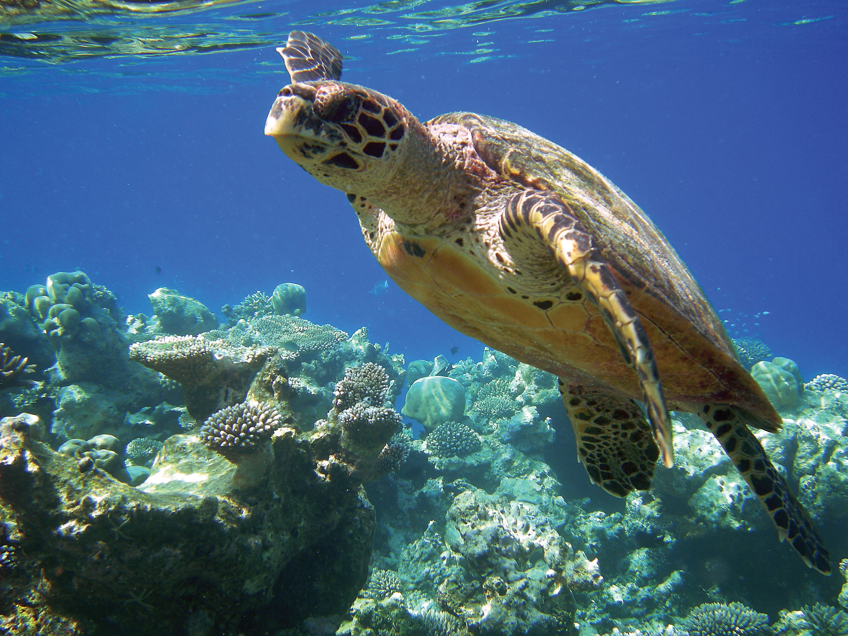 A hawskbill turtle, shown swimming just under the ocean's surface, that may outlive many governments in the Americas. (Photo by Neil O'Halloran.)