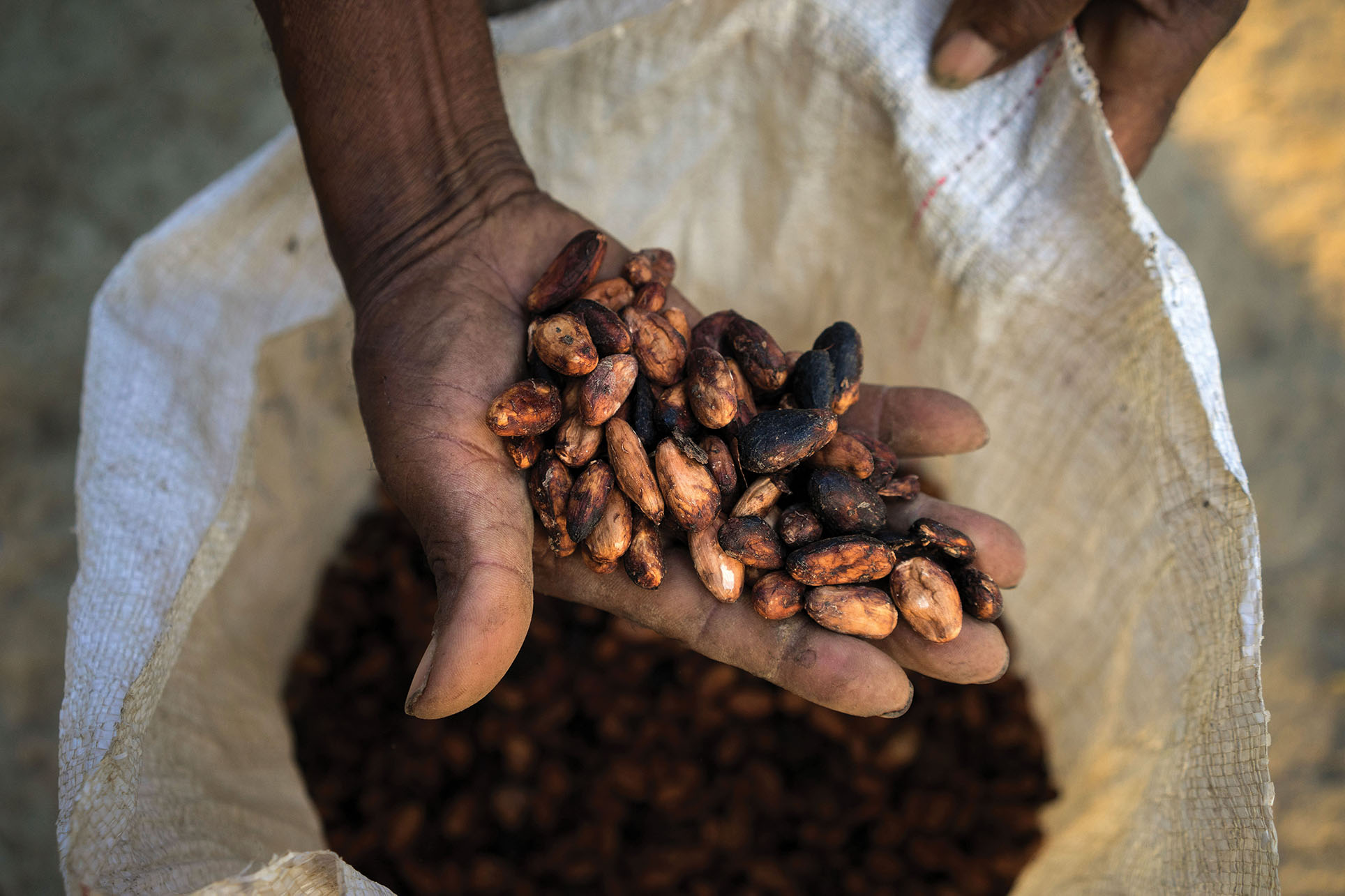 A farmer holds dried cacao beans ready for the market. (Photo courtesy of USAID_IMAGES.) A farmer holds dried cacao beans ready for the market. (Photo courtesy of USAID_IMAGES.)