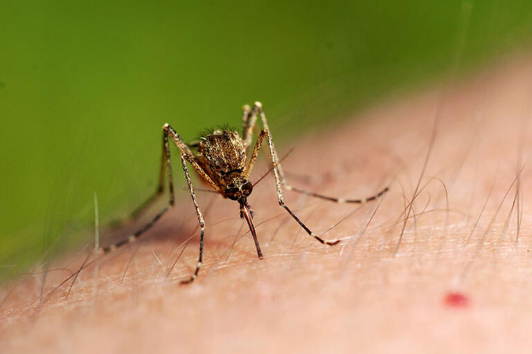 A feeding mosquito, an arm with a drop of blood 