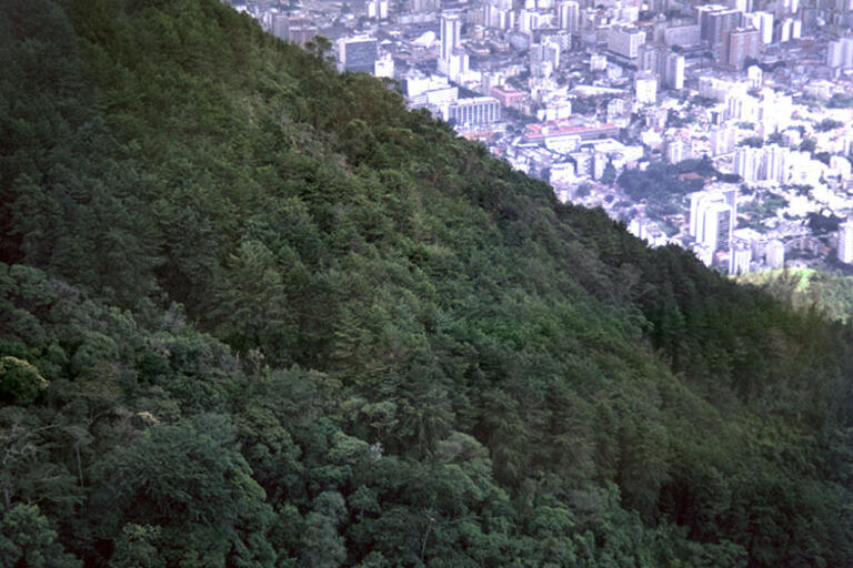 The city of Caracas, Venezuela looms behind a forested hillside