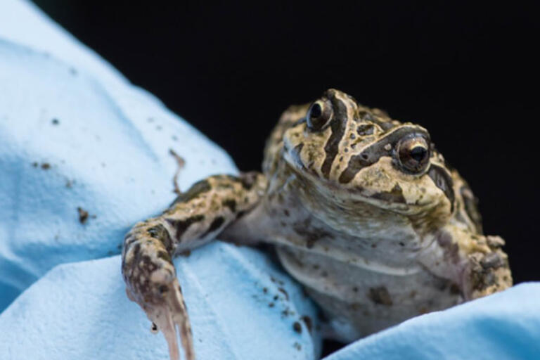 Frog close up