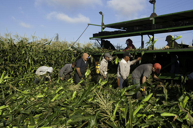 A group of eight California farm workers harvest corn