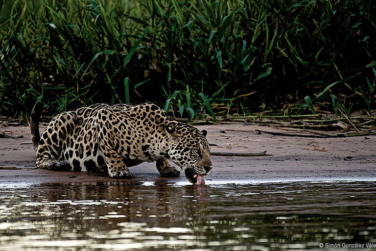 Photo © Simón González Vélez, from Jaguar: Voz de un territorio. (Courtesy of Canoa Films and Ruge Films.)