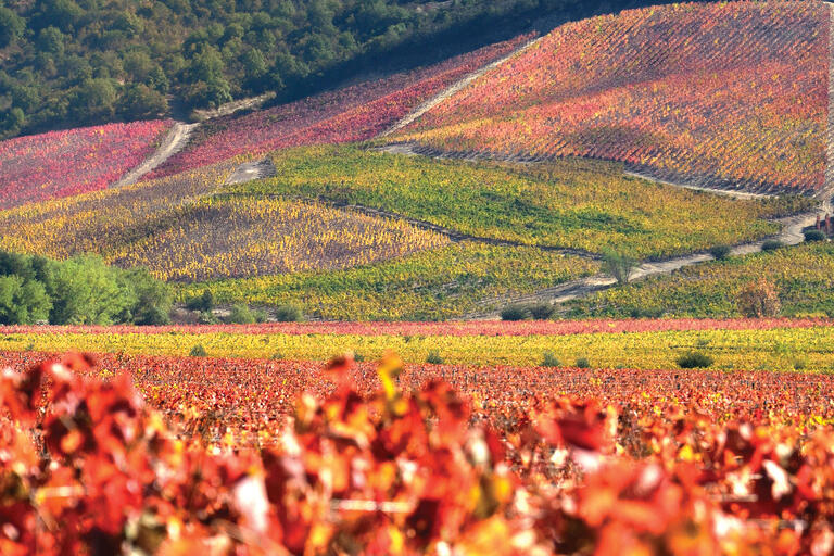 The vibrant autumn colors of Lapostolle Vineyard in Chile, certified as both organic and biodynamic. (Photo by Jorge León Cabello.)