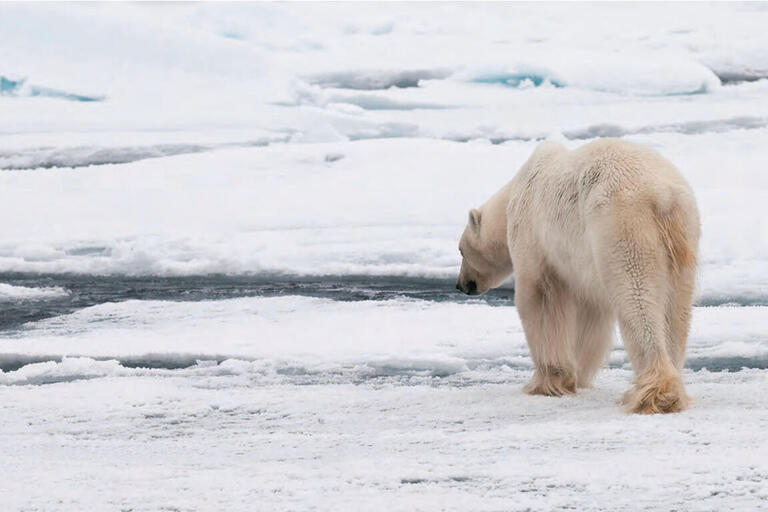  With its range shrinking due to collapsing sea ice levels, an emaciated polar bear hunts in the Arctic. (Photo by Stefan Cohen.)