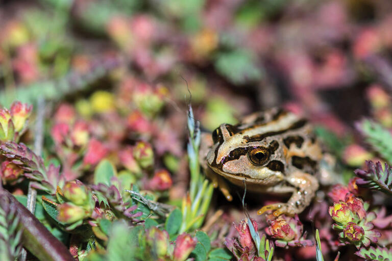 The marbled four-eyed frog in its high-elevation wetland habitat. (Photo by Emma Steigerwald.)