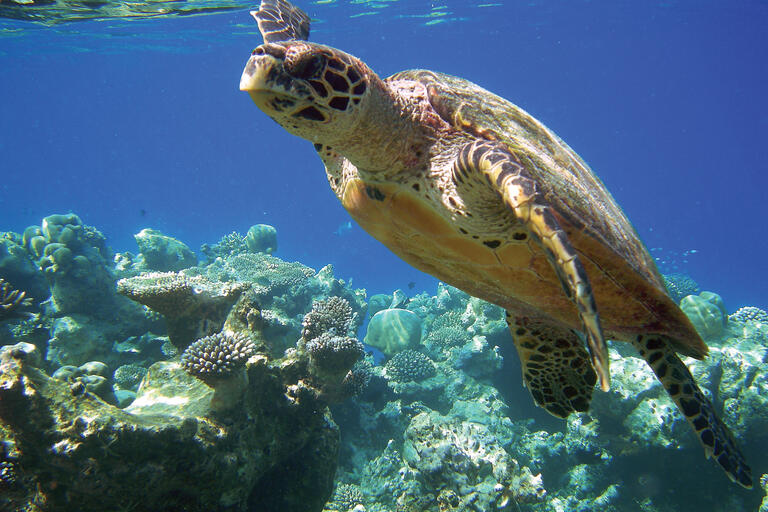 A hawskbill turtle, shown swimming just under the ocean's surface, that may outlive many governments in the Americas. (Photo by Neil O'Halloran.)