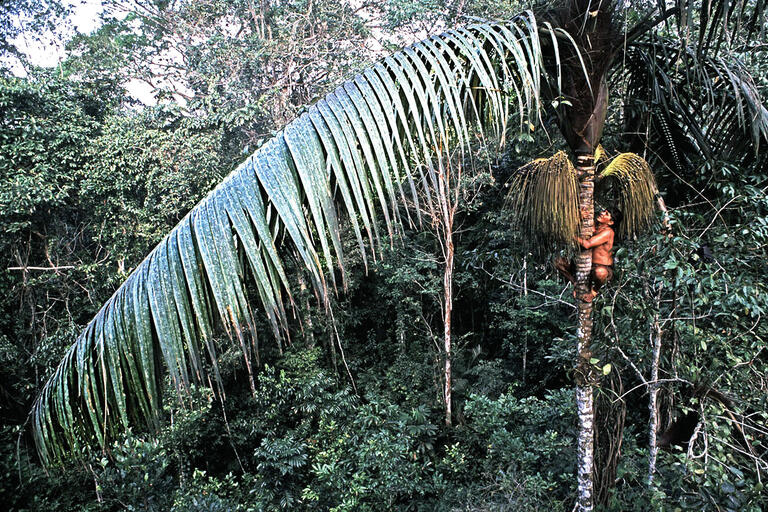 A man climbs the trunk of Caura palm trees being harvested by hand. (Photo by Kiki Arnal.)
