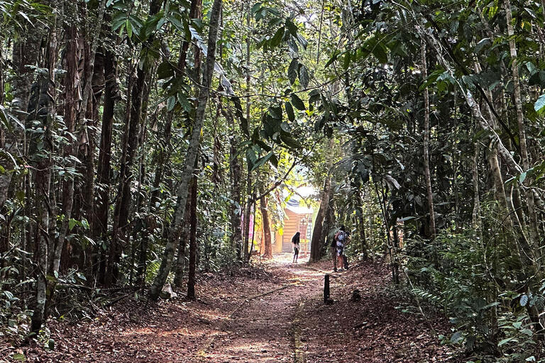 People walking on a path through the middle of a forest.
