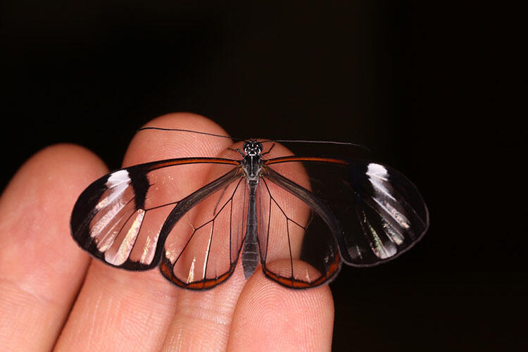 The Glasswing butterfly (Greta oto) displaying its transparent wings before gliding off into the rainforest. Photo by Aaron Pomerantz. Butterfly