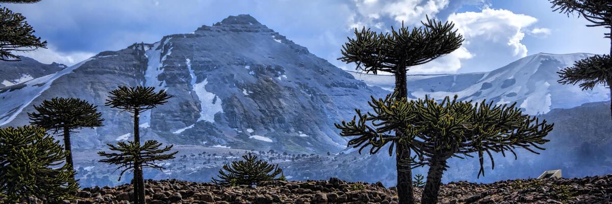 Araucaria trees in front of the Andes mountains