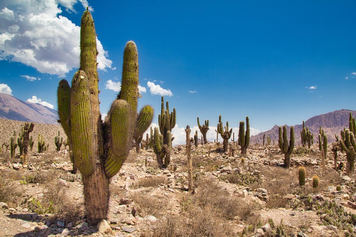 Cactuses in Jujuy, Argentina