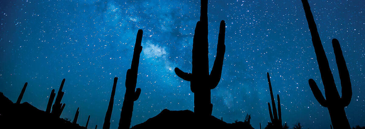 Night sky with cacti 
