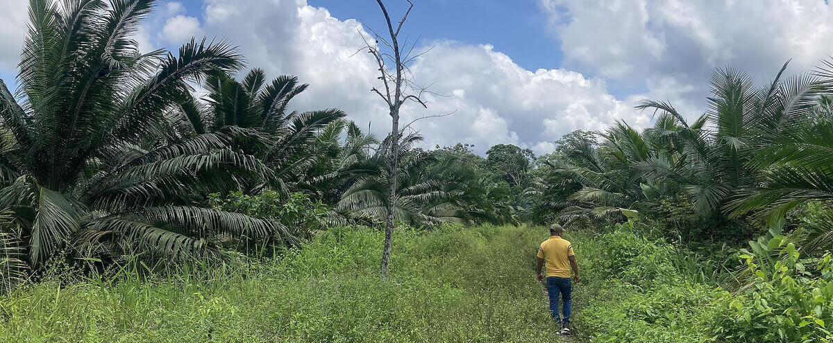 A man walks through the palms on a palm oil plantation.