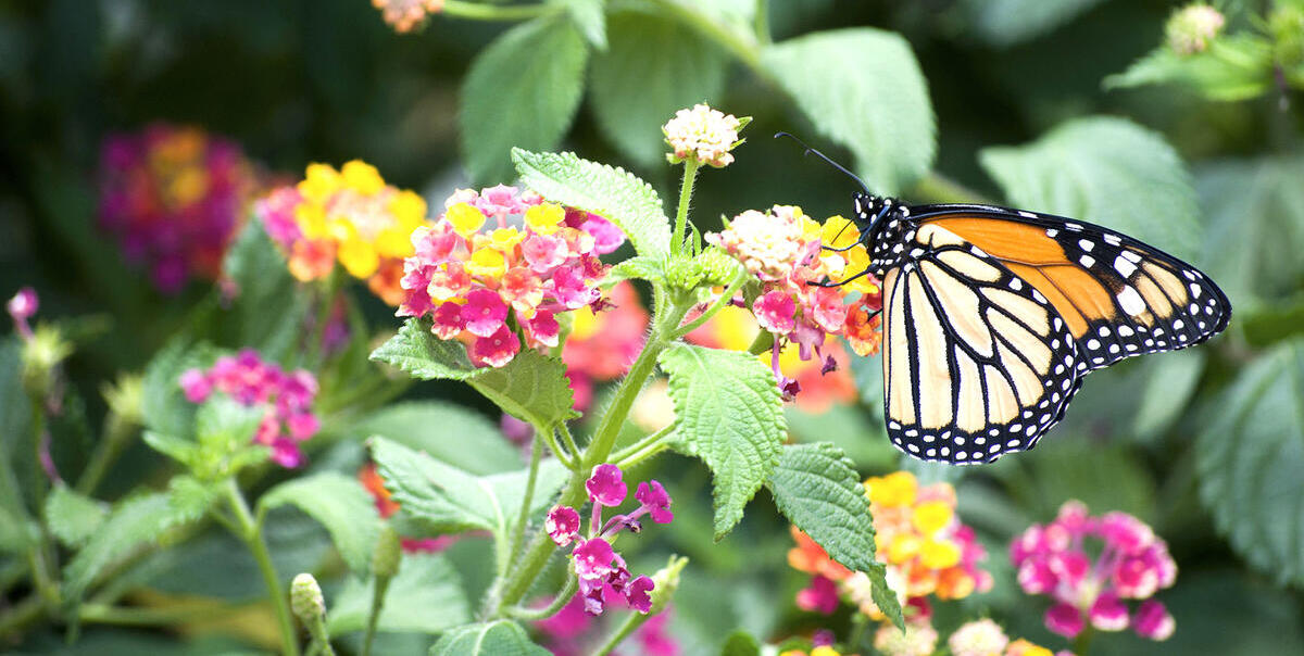 A monarch butterfly perches amidst white, pink, and yellow flowers. (Photo by Tiago Fernandes.)