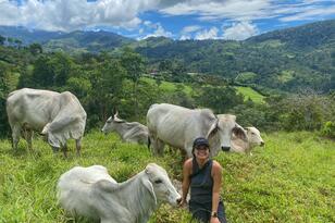 A student among the cattle being researched in Costa Rica.