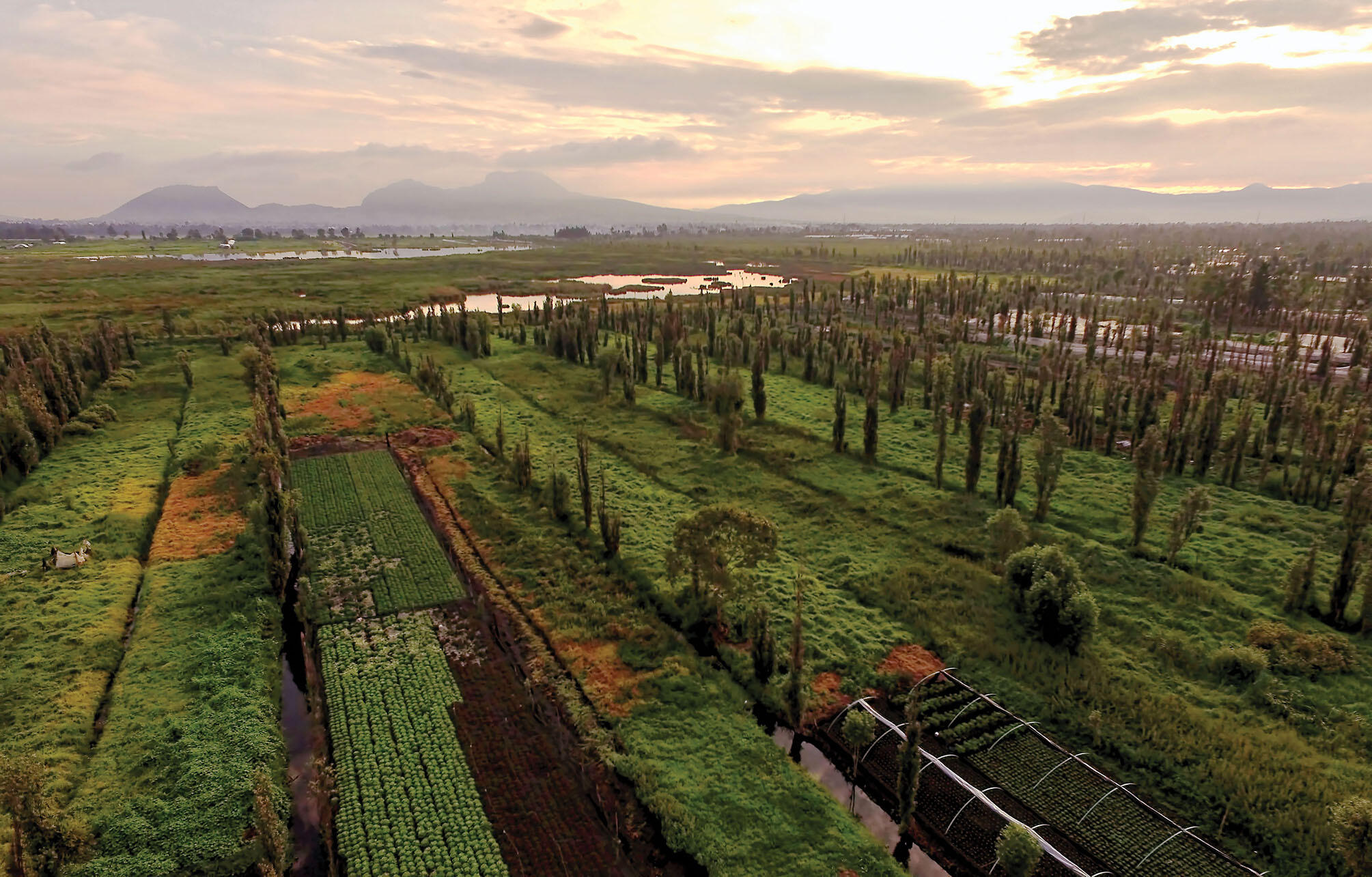 The urban sprawl of Mexico City replaced well-watered land that promotes agriculture in the chinampas of Xochimilco, whose fields are shown here in an aerial shot of green vegetation and canals, less than 15 miles away.  (Photo by Pablo Leautaud.)