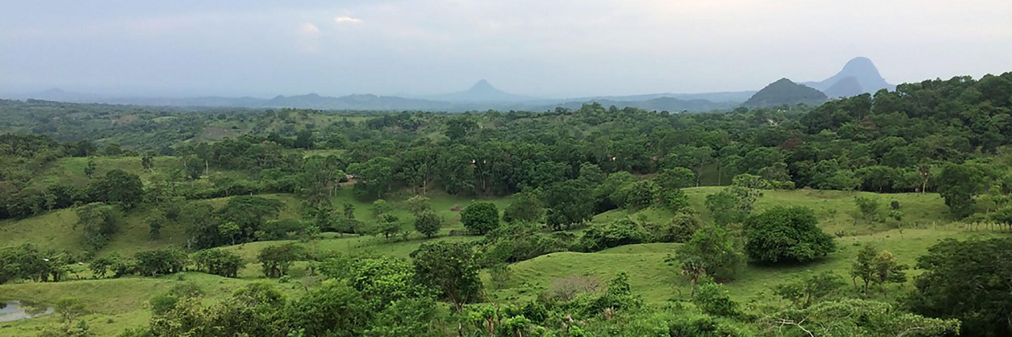 The landscape of Chicontepec, with a cornfield in the foreground and mountains in the misty distance. (Photo courtesy of Abelardo de la Cruz.)