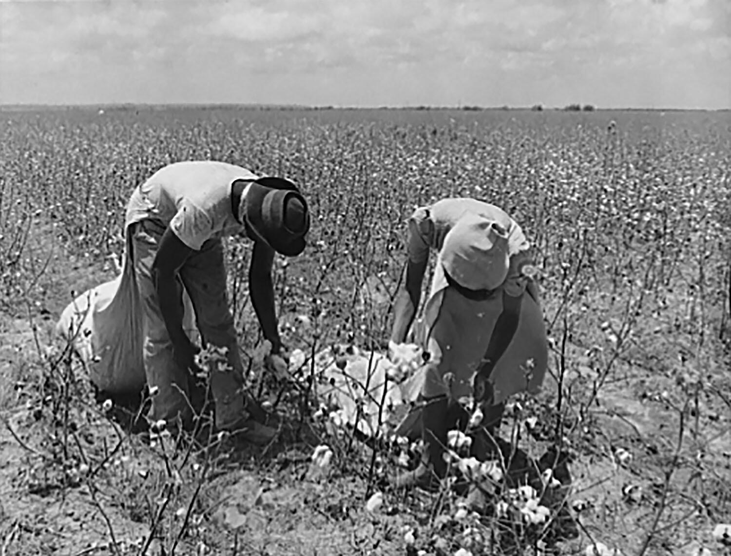 Mexican farm workers picking cotton in a field near the U.S.–Mexico border, 1942. (Photo by Howard R. Hollem, courtesy of the Library of Congress.)
