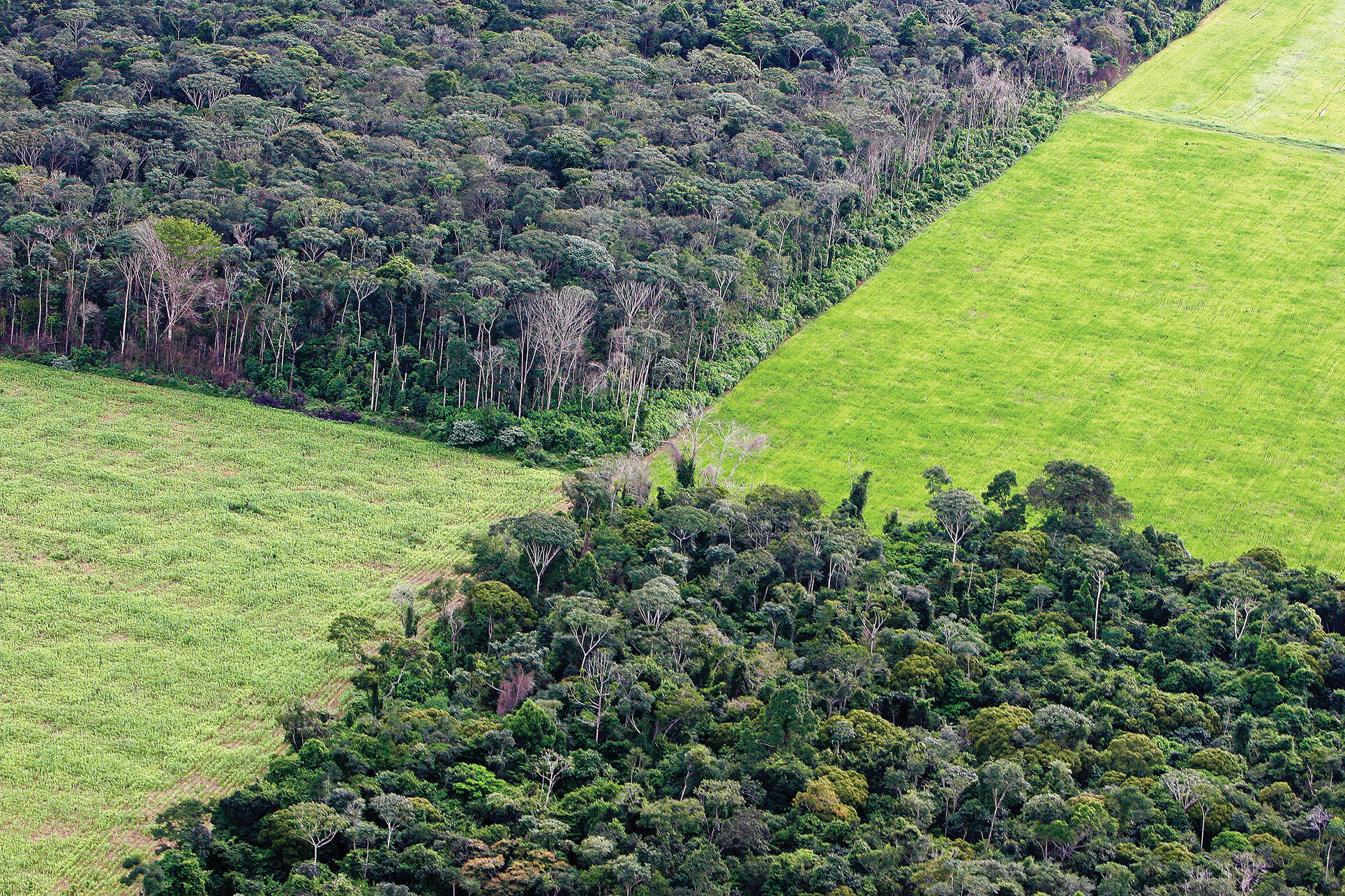 A soy plantation carved out by deforestation of the Amazon rainforest, Para State, Brazil. (Photo by Ricardo Beliel/BrazilPhotos.)