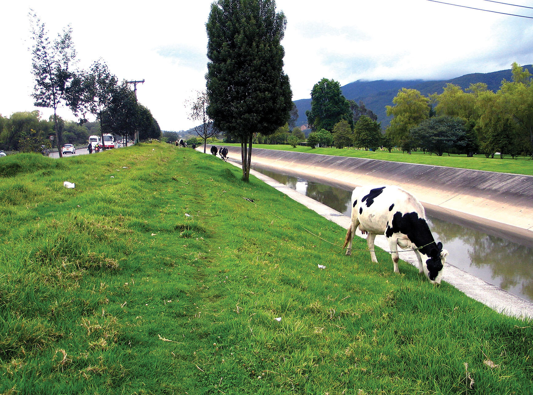 A cow grazes beside culvert of the Canal de Torca. (Photo by René Davids).
