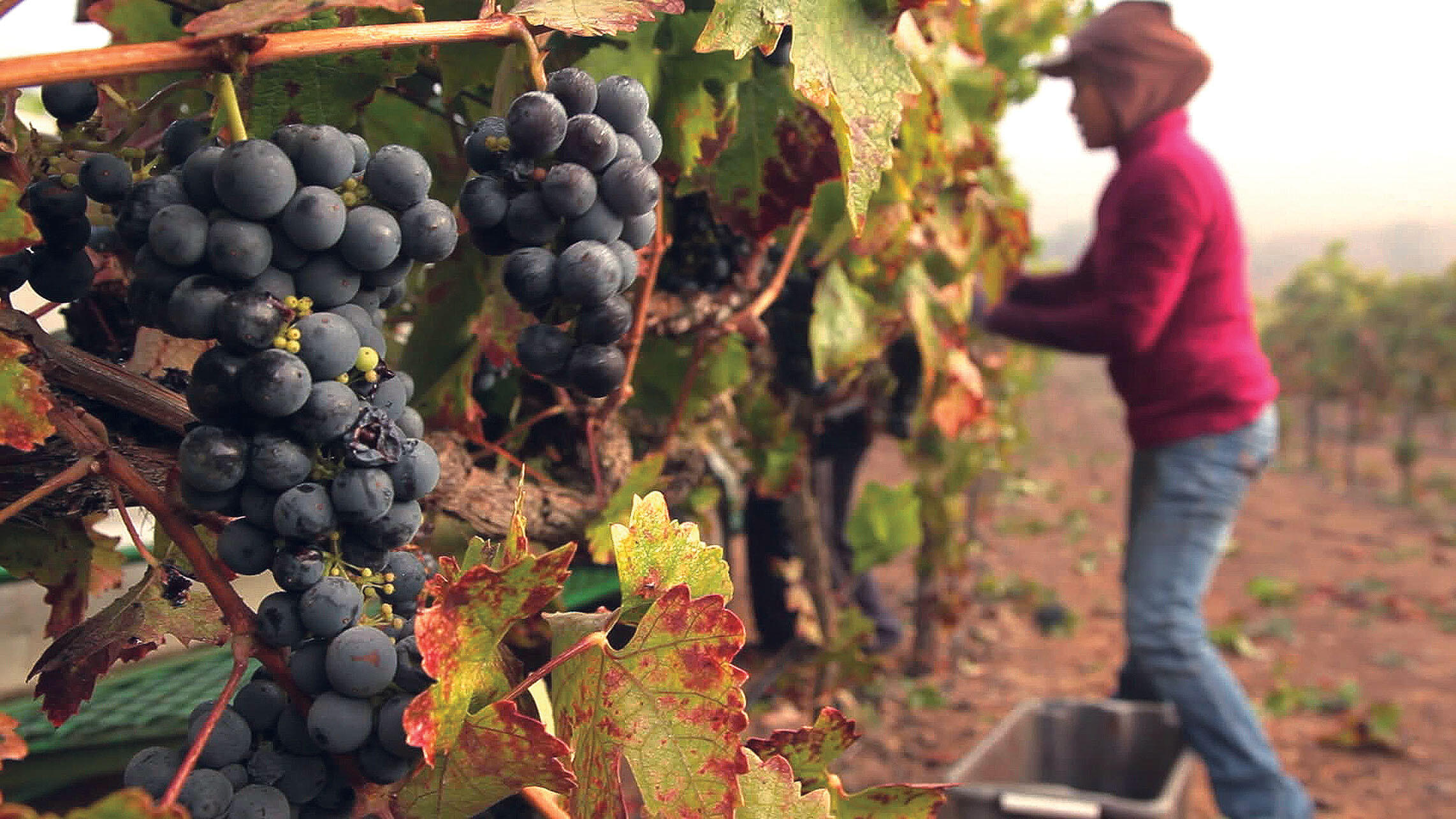 A woman works at pruning rows of table grapes. (Photo by Andrés Cediel.)