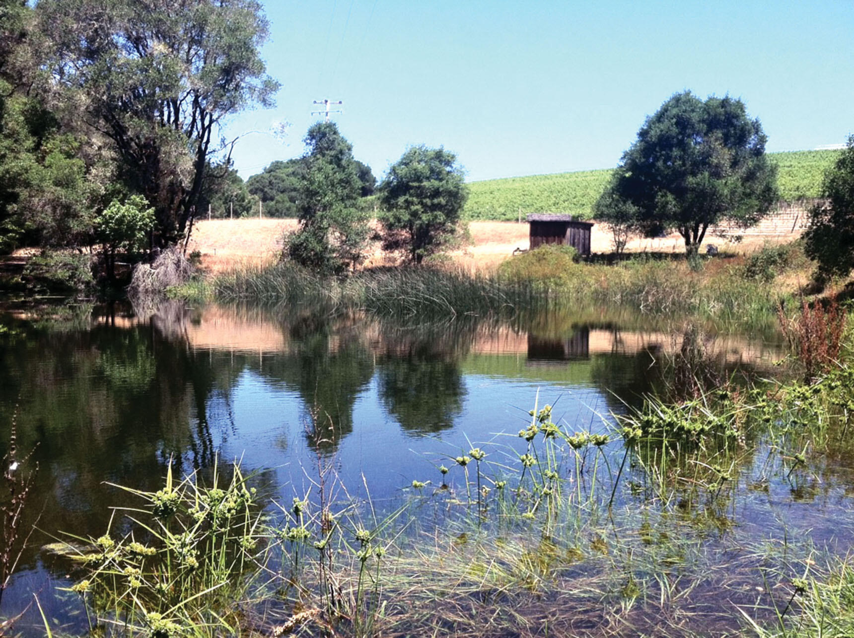 This reservoir at Husch Vineyards in Anderson Valley, California, is used to provide water during the dry season to prevent overreliance on the neighboring Navarro River. (Photo courtesy of Adina Merenlender.) This reservoir at Husch Vineyards in Anderson Valley, California, is used to provide water during the dry season to prevent overreliance on the neighboring Navarro River. (Photo courtesy of Adina Merenlender.)