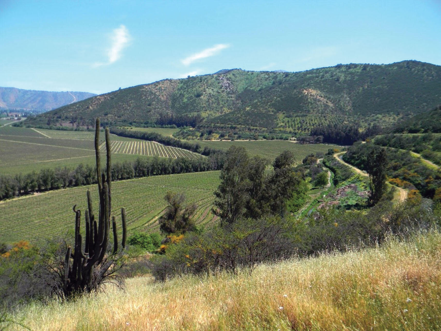 A hillside at Odfjell Vineyards in Maipo Valley, Chile, which adjoins 150 hectares of native shrublands  and forest currently under a restoration program focusing on degraded slopes. (Photo courtesy of Adina Merenlender.)