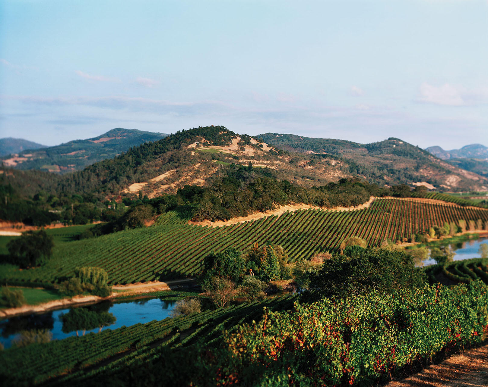 Quintessa Winery in Napa County, owned and managed by a Chilean company, manages  vineyard blocks under a biodynamic program, which has improved fruit quality. (Photo courtesy of Adina Merenlender.)