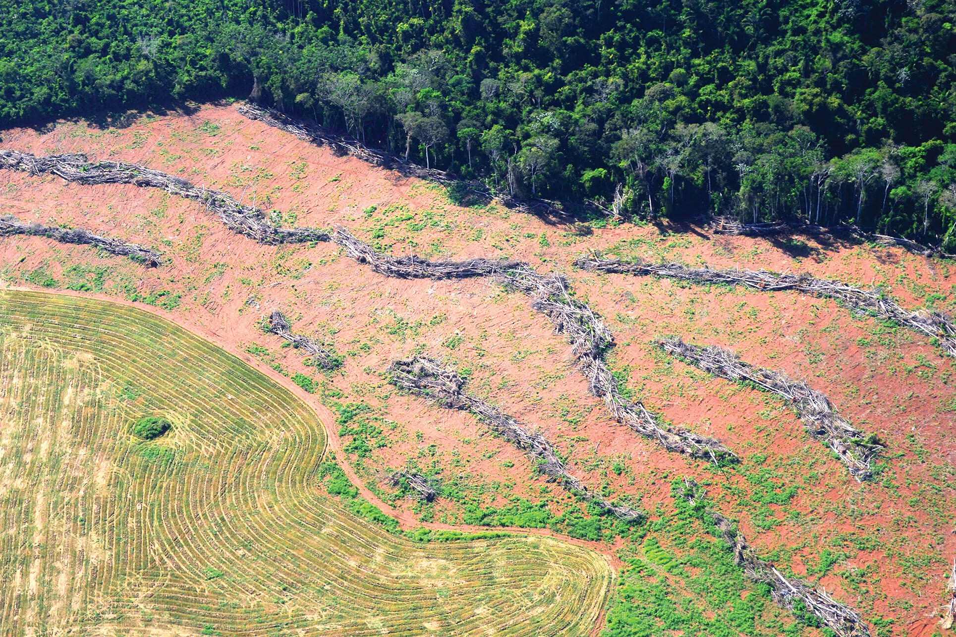President Bolsonaro says that protected areas in the Amazon hold up development. Above, deforestation in Novo Progresso, Pará, in 2014. (Photo by Vinícius Mendonça - Ascom/Ibama.)