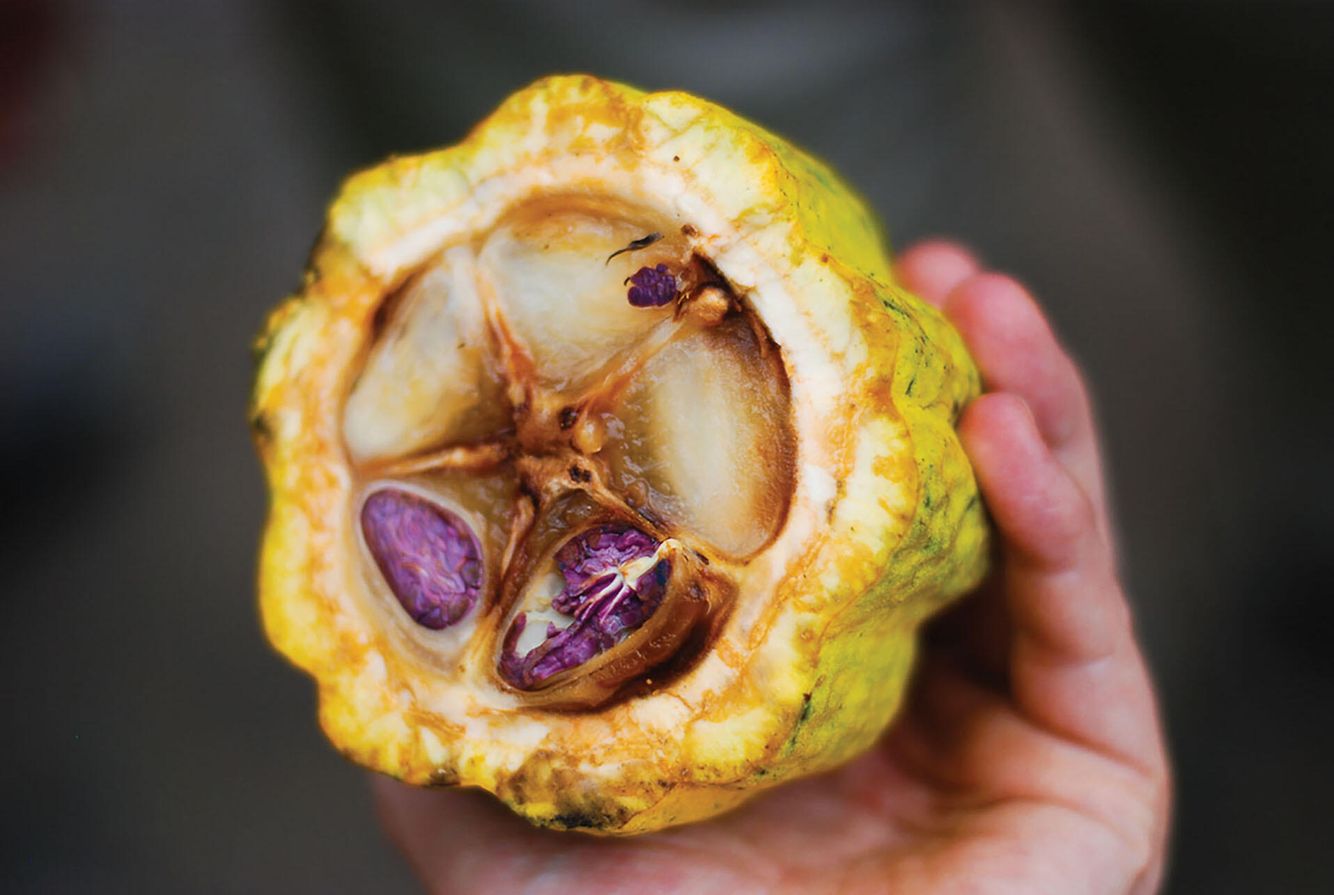 The inside detail of a cacao pod. (Photo by Everjean.)