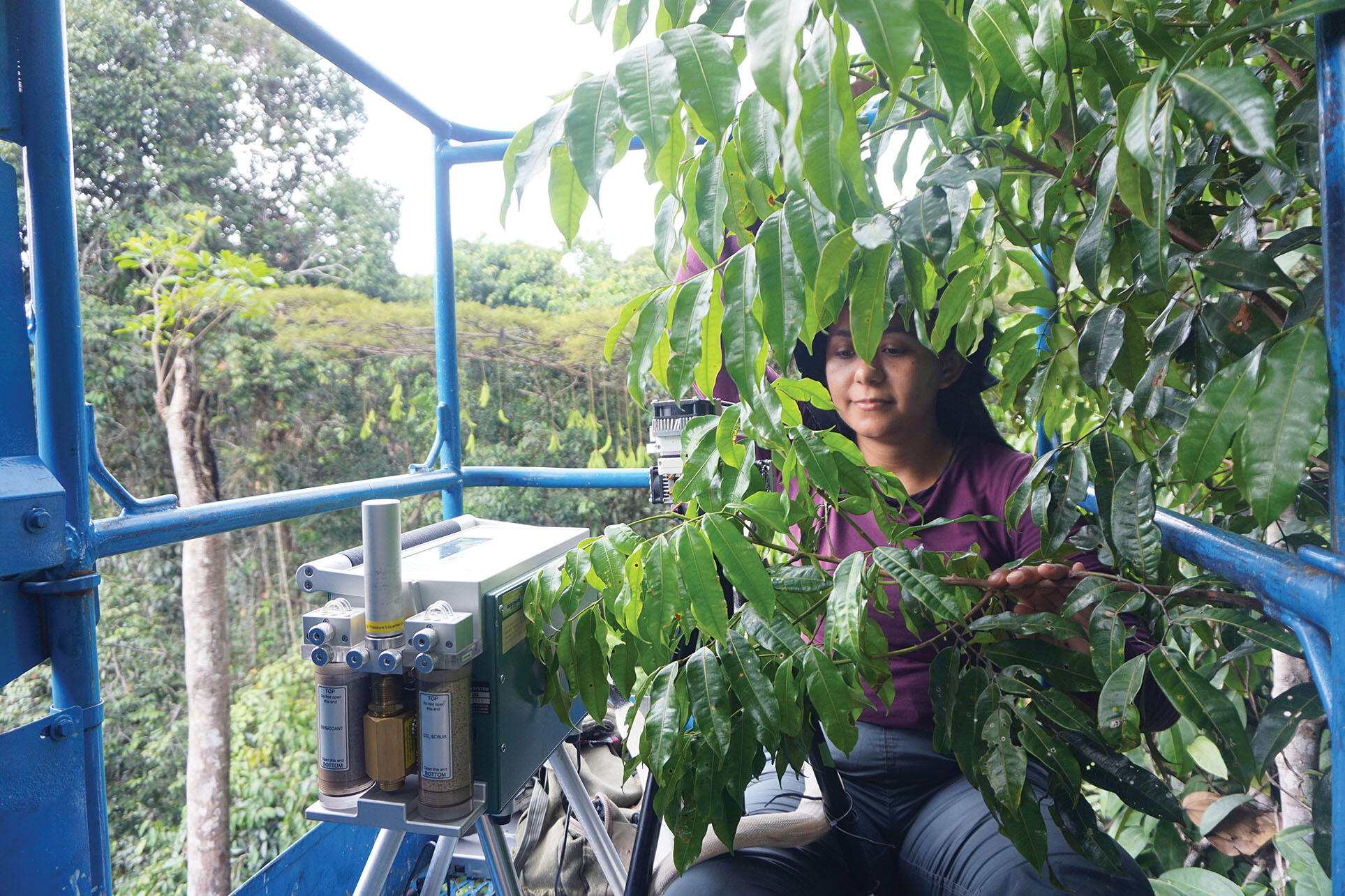 Graduate student Daisy Souza works in the lift basket high in the canopy. (Photo courtesy of Bruno Oliva Gimenez.) Graduate student Daisy Souza works in the lift basket among the leaves high in the rainforest canopy. (Photo courtesy of Bruno Oliva Gimenez.)