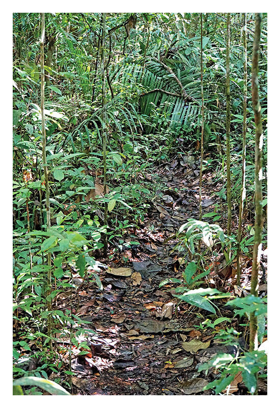A leaf-strewn damp path through the Amazon rainforest near Manaus, Brazil. (Photo by Dennis Jarvis.)