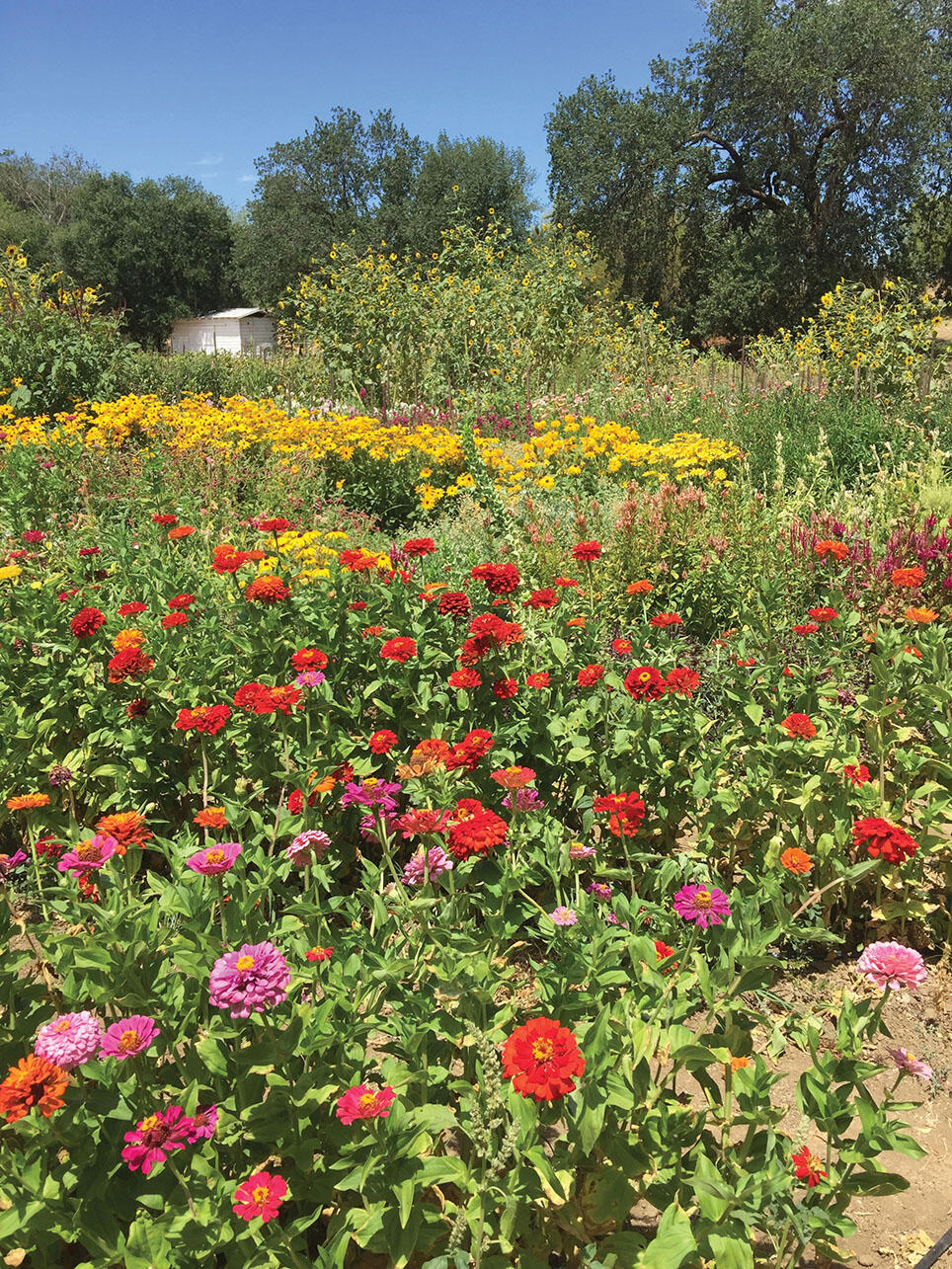 A colorful and diverse habitat garden provides an excellent environment for pollinating species. (Photo by Gordon Frankie.)