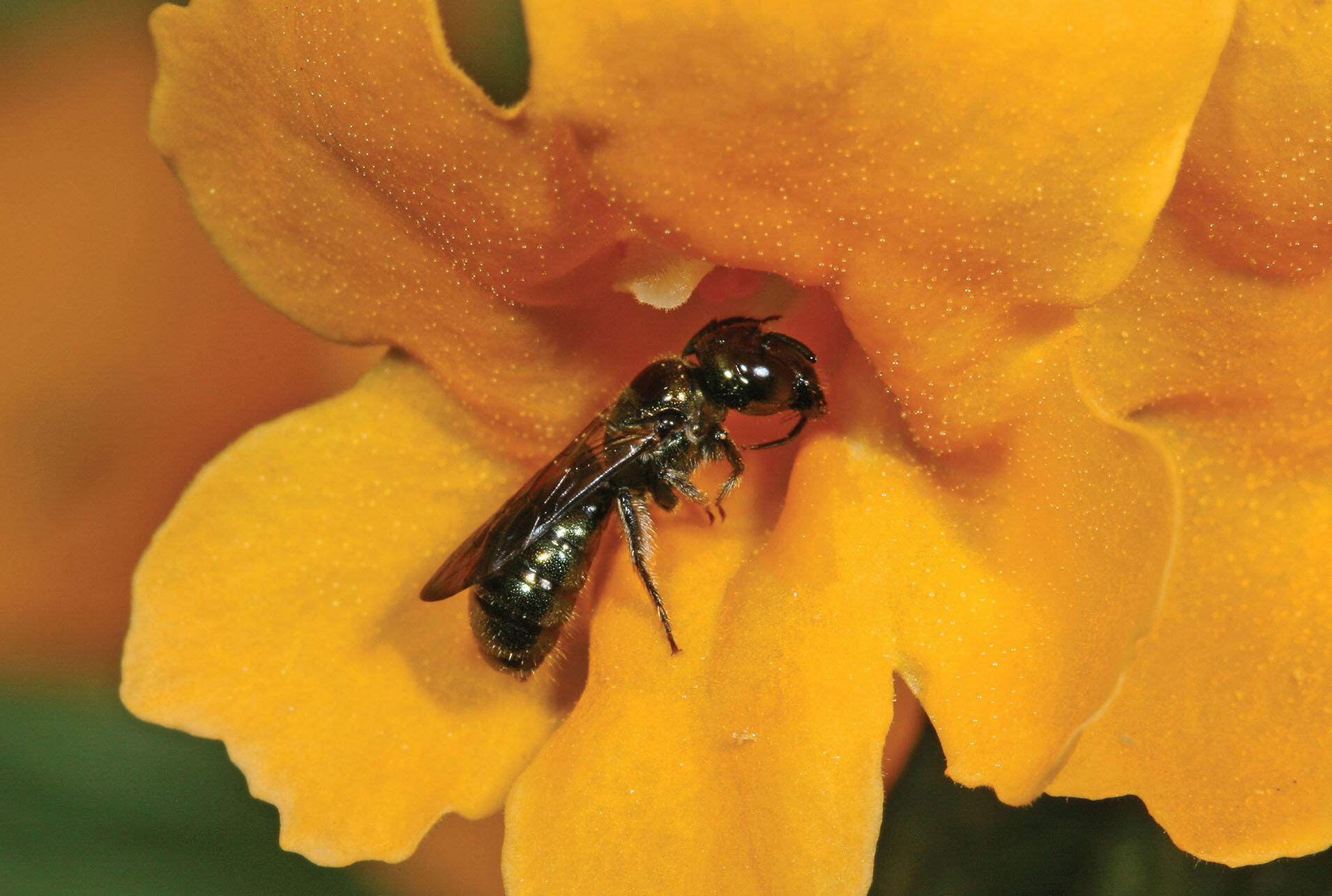 A small carpenter bee. (Photo by Rollin Coville.) An olive green small carpenter bee perched on a yellow flower. (Photo by Rollin Coville.)