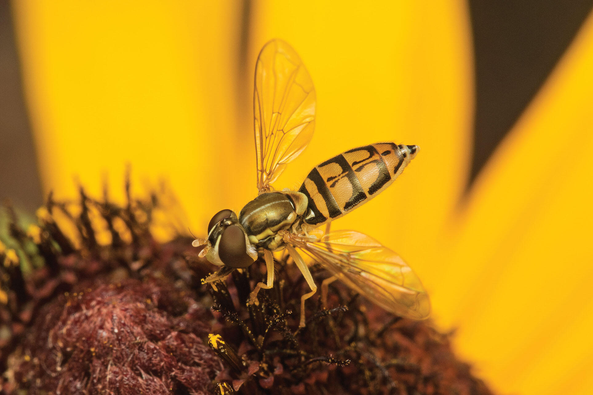 A bright yellow hoverfly. (Photo by Rollin Coville.)