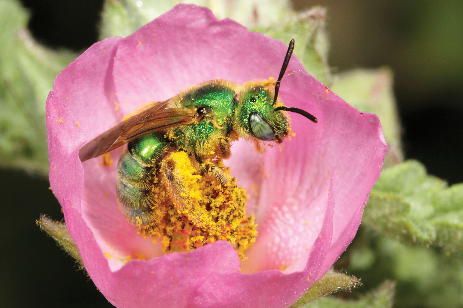 A female ultra green sweat bee covered in yellow pollen. (Photo by Rollin Coville.)