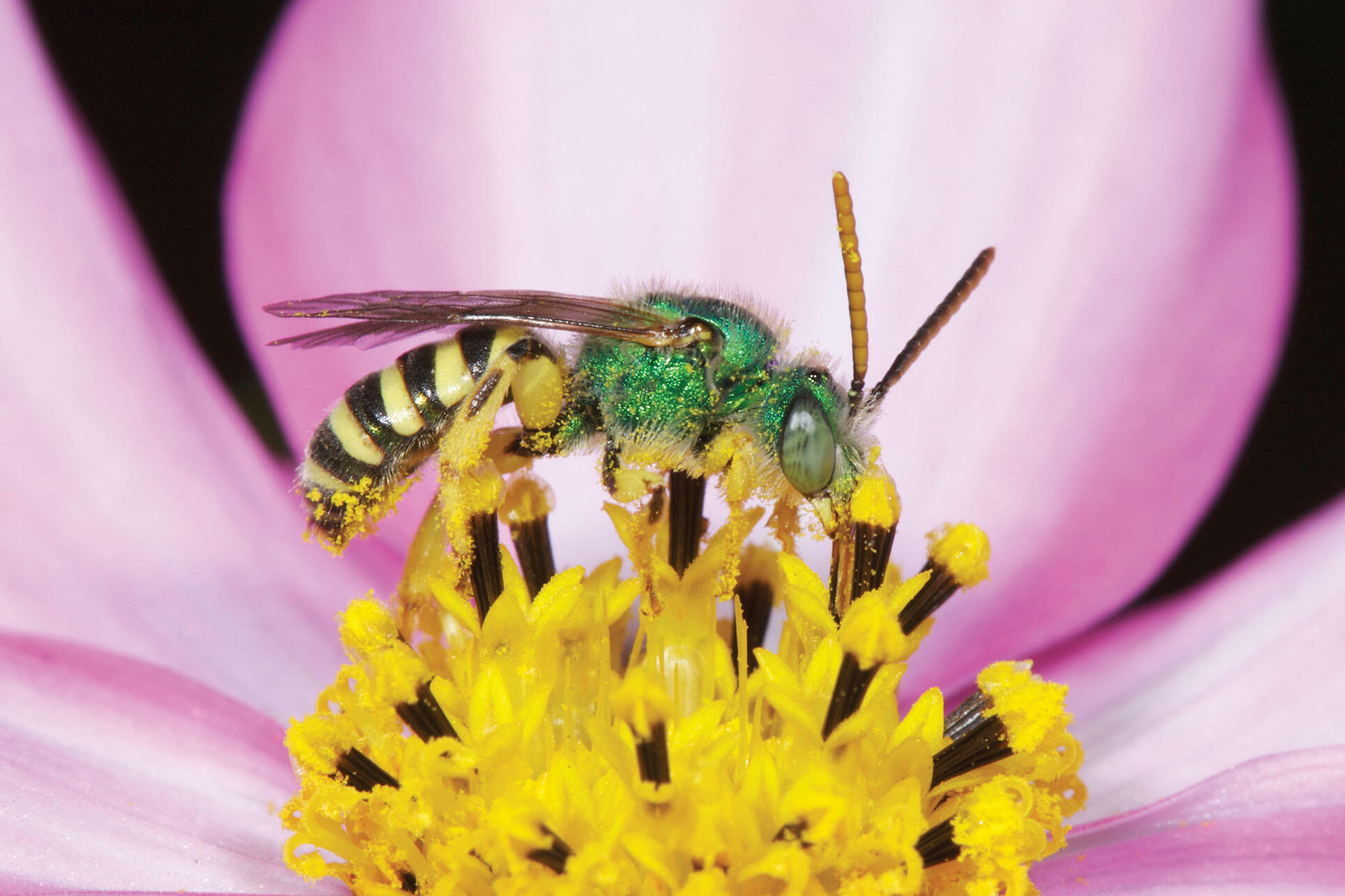 A male ultra green sweat bee. (Photo by Rollin Coville.) An iridescent green male ultra green sweat bee covered in yellow pollen. (Photo by Rollin Coville.)