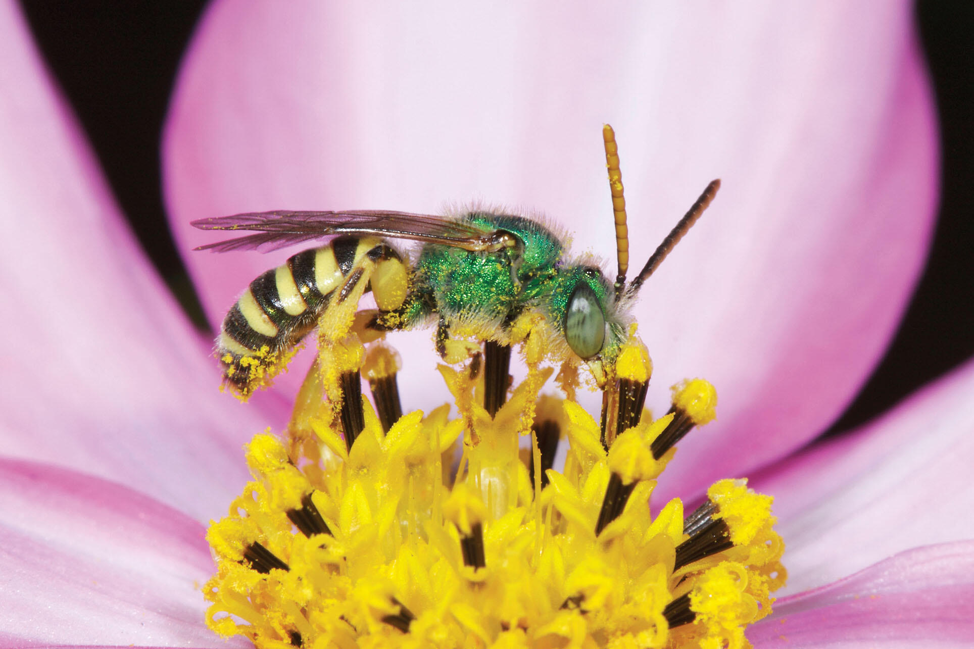An iridescent green male ultra green sweat bee covered in yellow pollen. (Photo by Rollin Coville.)
