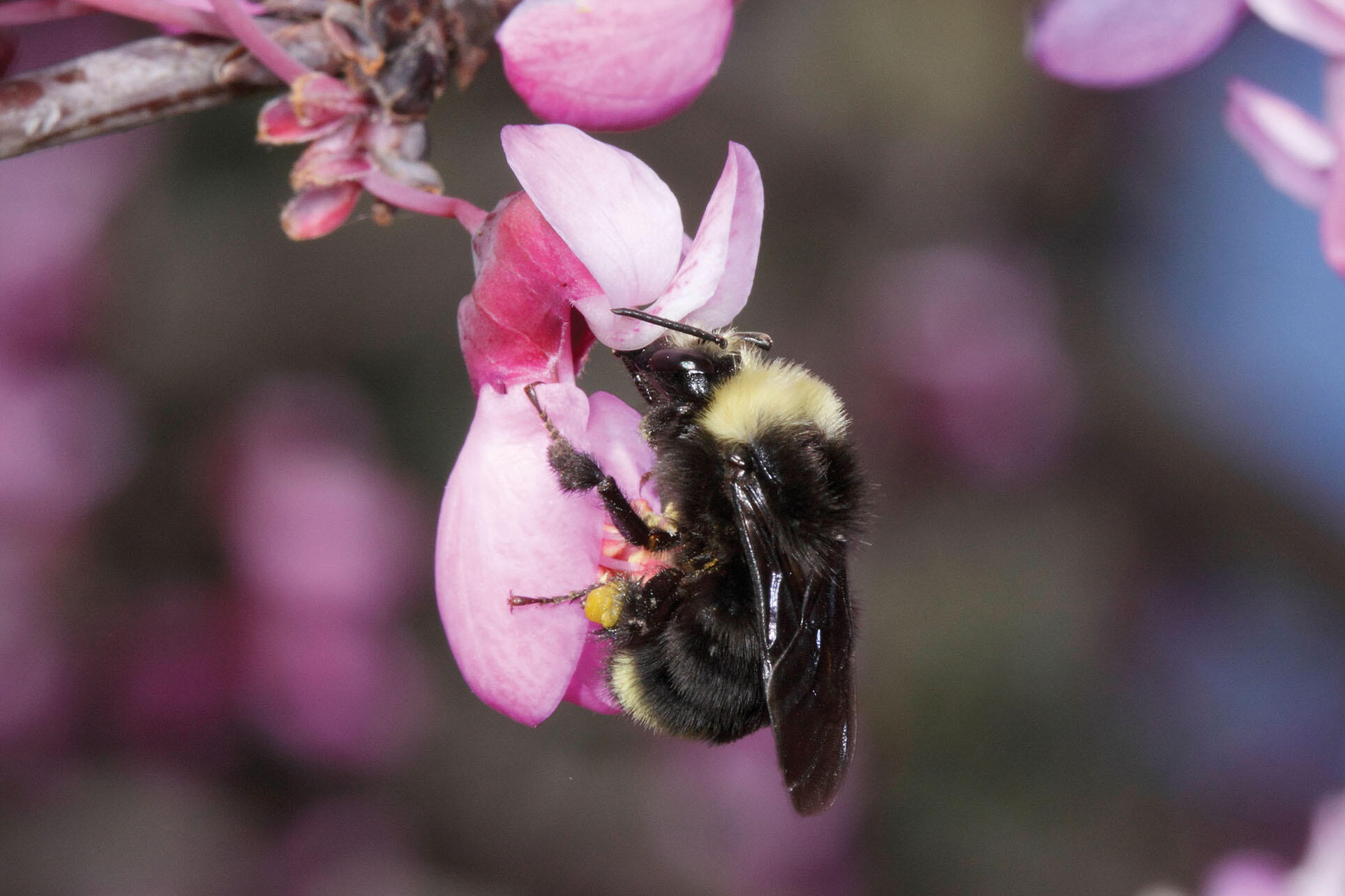 A yellow-faced bumble bee. (Photo by Rollin Coville.) A yellow-faced bumble bee on a pink blossom. (Photo by Rollin Coville.)