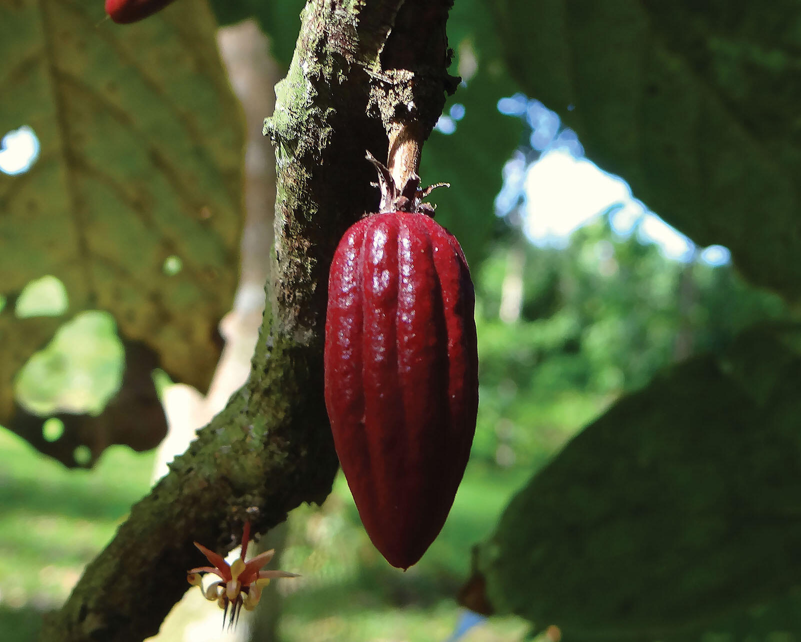 The pale flower on the trunk and large maroon fruit of the cacao plant (Theobroma cacao).