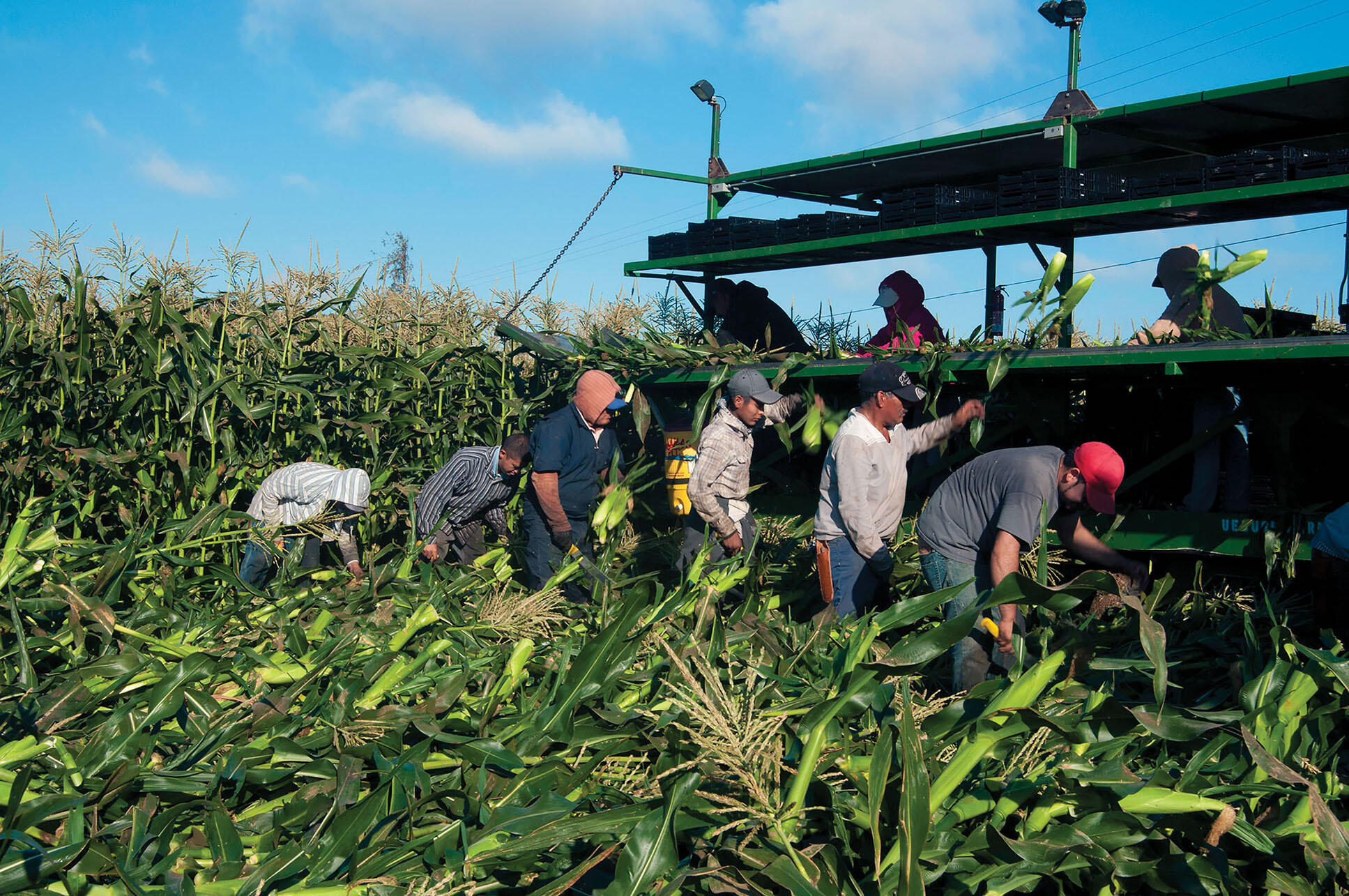 Trabajadores migrantes cosechan maíz en California, 2013. (Foto por Bob Nichols / USDA.)