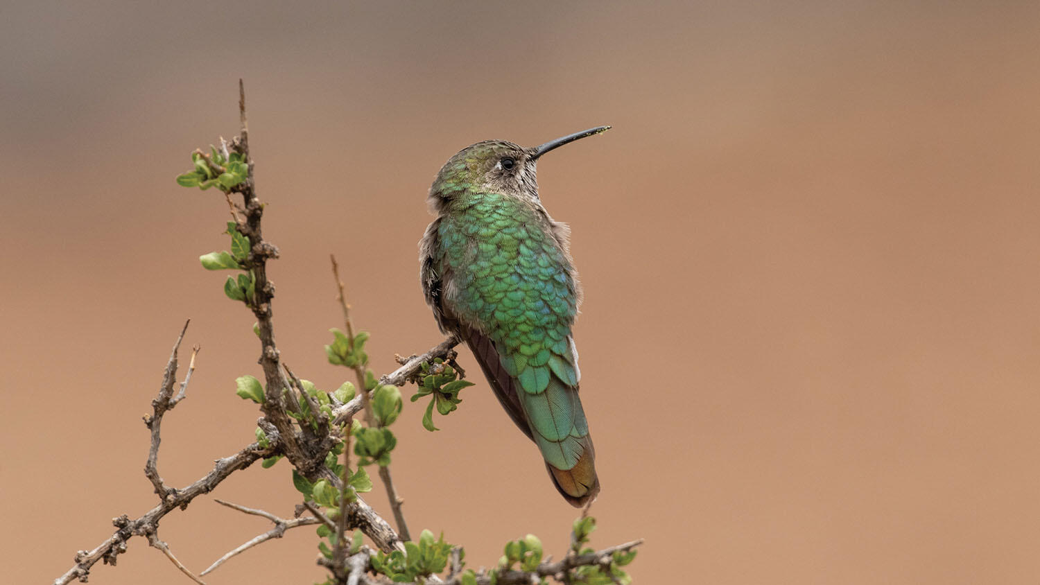The bronze-tailed comet (Polyonymus caroli), a hummingbird native to the Andes. (Photo by thibaudaronson.)