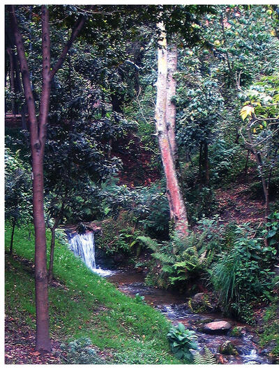 The natural beauty of the Quebrada de la Vieja Creek before it is diverted into underground culverts. (Photo by René Davids).
